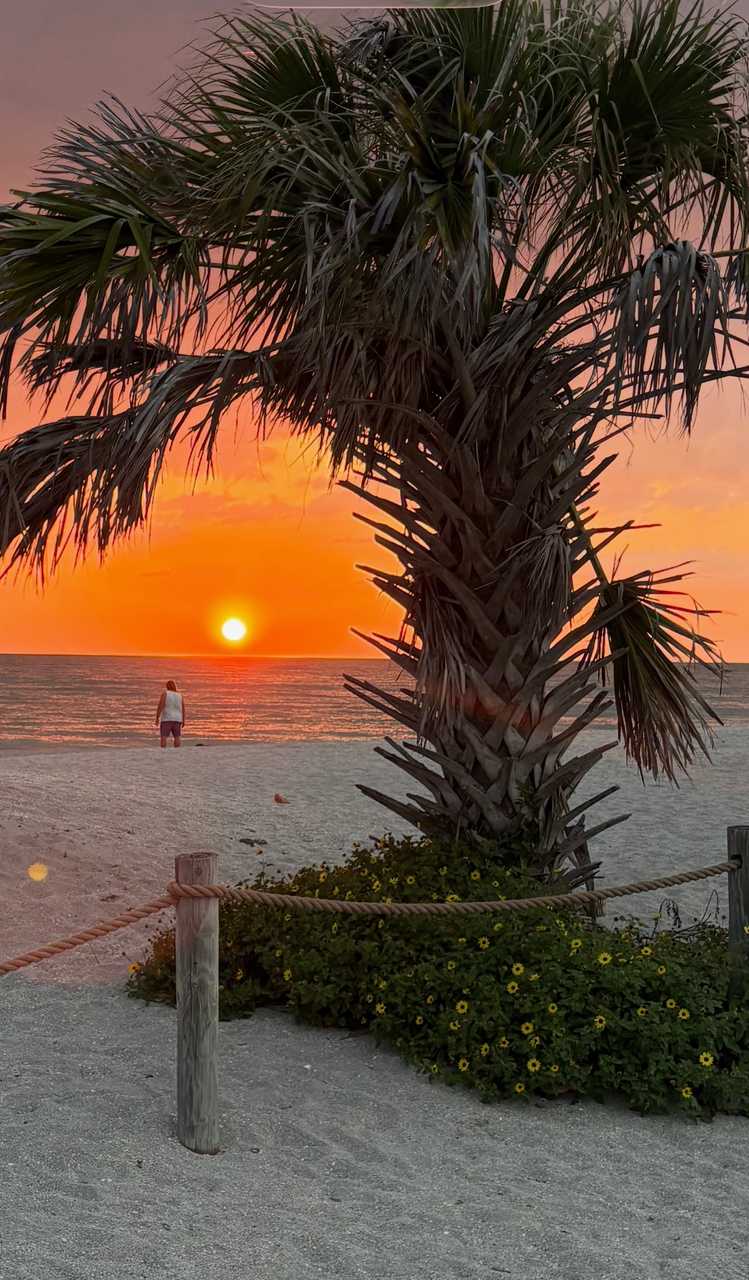 Orange Siesta Key sunset framed by a palm tree